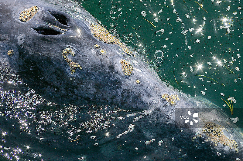 灰鲸头部全画幅特写图片素材