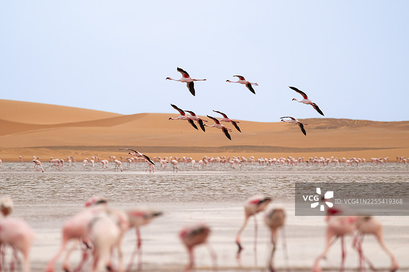 纳米布沙漠前，在沃尔维斯湾的泻湖上空飞翔的小红鹳（Phoeniconaias minor），埃龙戈，纳米比亚图片素材