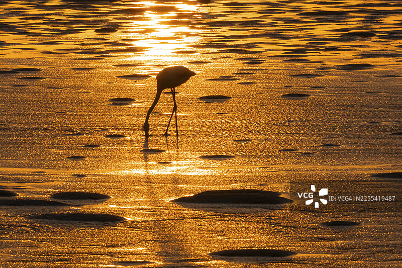 粉红火烈鸟（大红鹳）逆光剪影，日落，纳米比亚埃龙戈地区沃尔维斯湾泻湖图片素材