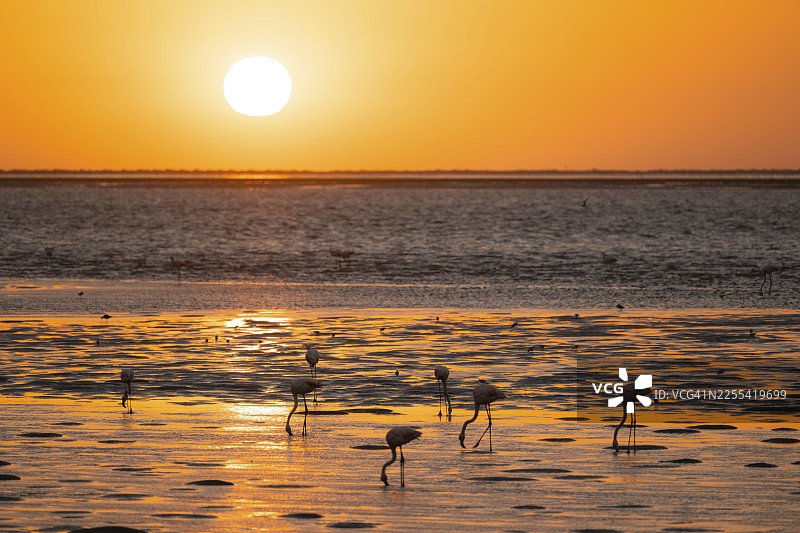 粉红火烈鸟（Phoenicopterus roseus）逆光，日落，位于纳米比亚埃龙戈地区沃尔维斯湾的泻湖图片素材