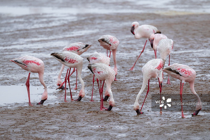 小红鹳（Phoeniconaias minor）在纳米比亚埃龙戈地区沃尔维斯湾的泻湖中图片素材