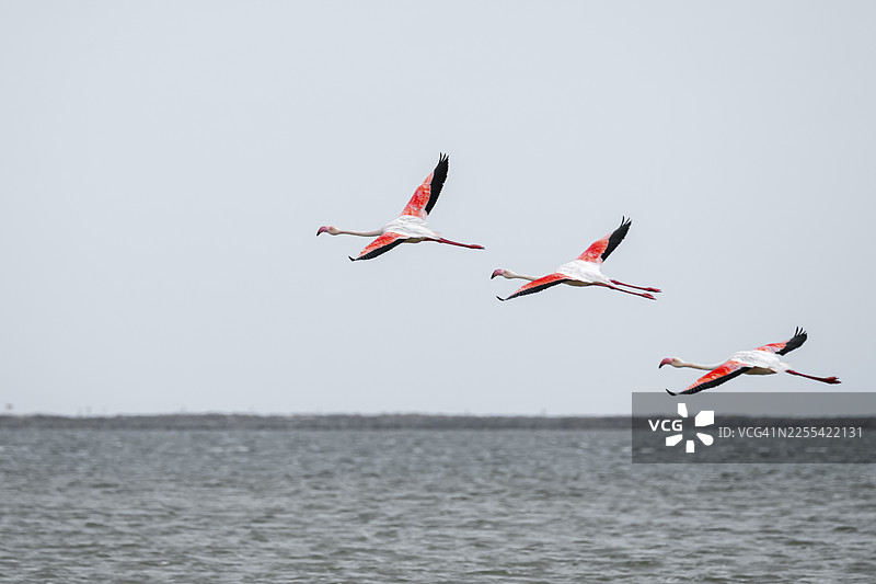 粉红火烈鸟（Phoenicopterus roseus）在飞行中，位于纳米比亚埃龙戈地区的海狮湾图片素材