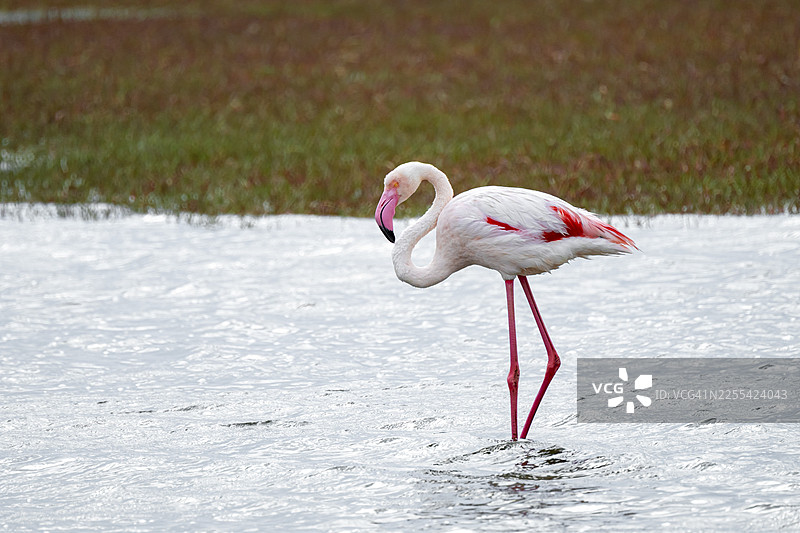 粉红火烈鸟（火烈鸟），沃尔维斯湾，埃龙戈，纳米比亚图片素材