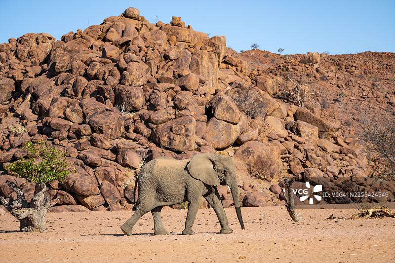 非洲象(Loxodonta africana),沙漠象,乌加布河河床,达马拉兰,库内内地区,纳米比亚图片素材