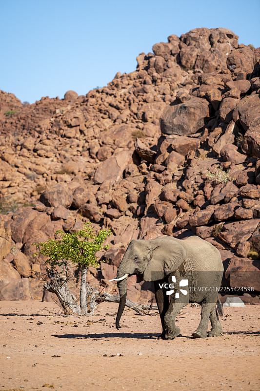 非洲象（Loxodonta africana），沙漠象，乌加布河河床，达马拉兰，库内内地区，纳米比亚图片素材