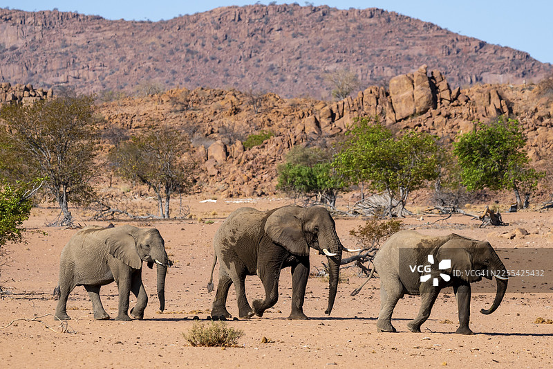 非洲象(Loxodonta africana),沙漠象,乌加布河(Ugab River)河床,达马拉兰,库内内区,纳米比亚图片素材