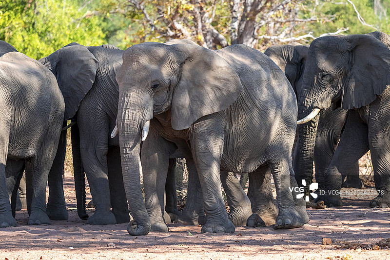 非洲象（Loxodonta africana），沙漠象，乌加布河河床，达马拉兰，库内内地区，纳米比亚图片素材