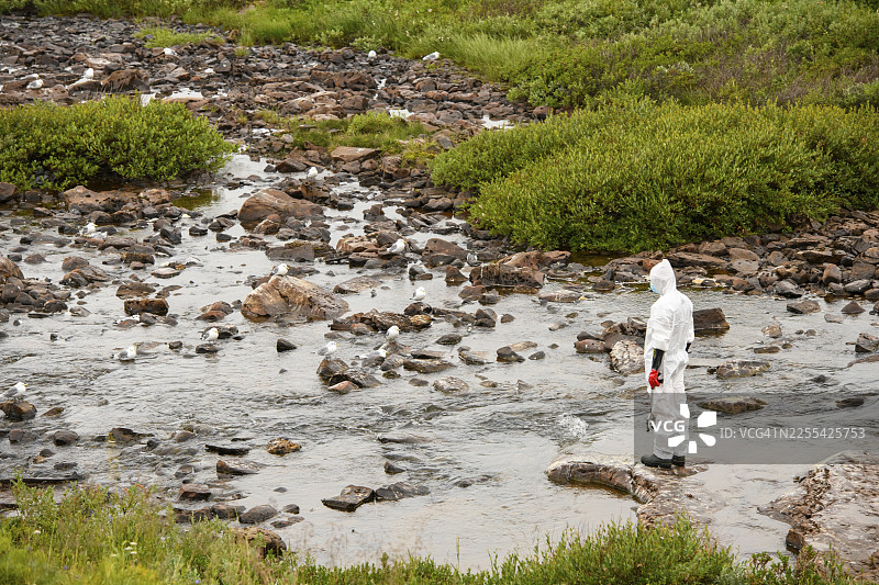 身穿防护服、防护面罩和护目镜的人正在寻找因禽流感死亡的 असतील（Rissa tridactyla）海鸥，气氛忧郁，地点：埃克罗亚，瓦德瑟，特罗姆斯和芬马克，挪威图片素材