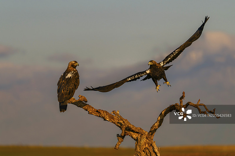 西班牙帝国雕（Aquila adalberti），背景为格雷多斯山和阿尔马索尔的雪山之巅，卡斯蒂利亚-拉曼恰，西班牙图片素材