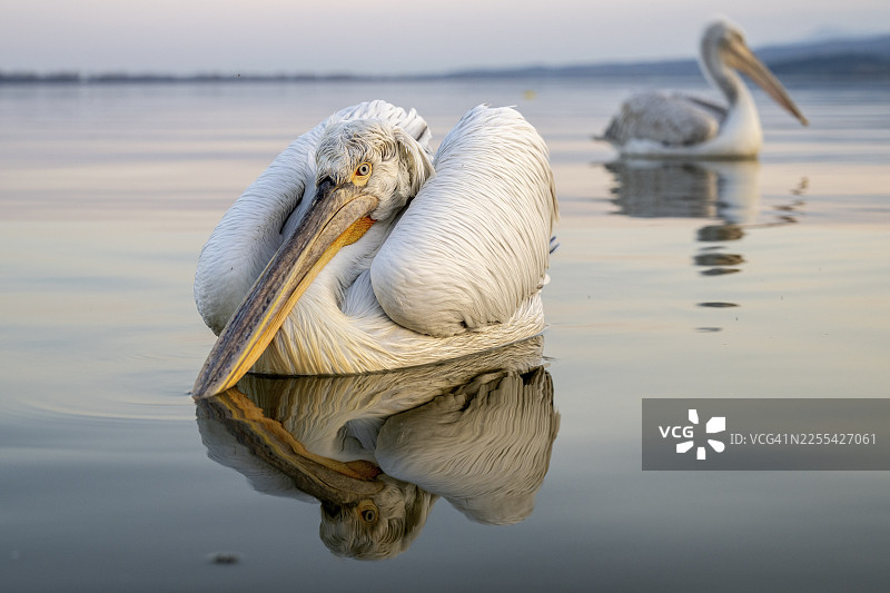 斑点鹈鹕(Pelecanus crispus),斑点鹈鹕,在希腊凯尔基尼湖(Lake Kerkini)的晨光中,悠闲地游泳,尽显风采。图片素材