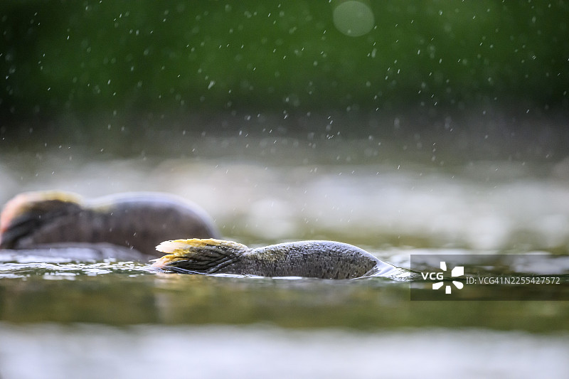 大西洋鲑(Salmo salar)在挪威北部鲑鱼河中,在雨中游动,接近产卵迁徙的它们。在水面上,它们在流淌的水中移动,可以看到浅水区的背鳍。地点:雅各布塞尔夫河(Grense Jacobselv)。图片素材
