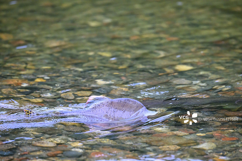 一条大西洋鲑鱼(Salmo salar)在挪威北部的一条鲑鱼河中,靠近水面游动,准备产卵迁徙。野生的河流,在流淌的水中,背鳍在浅水区清晰可见,地点:雅各布塞尔夫边境,芬马克,挪威。图片素材