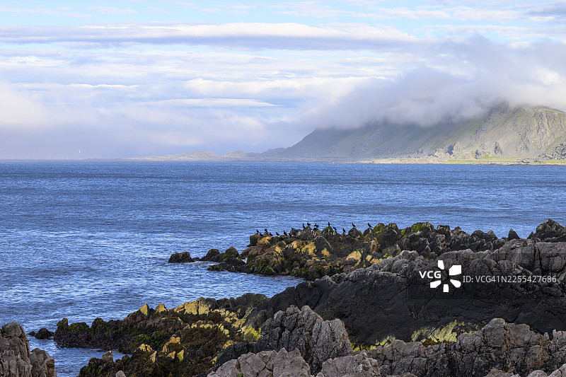 瓦朗厄尔半岛北部沿海公路旁的,海天一色的壮丽风光,岩石海岸上栖息着海鸬鹚(Gulosus aristotelis),地点在挪威芬马克郡的贝尔沃格。图片素材