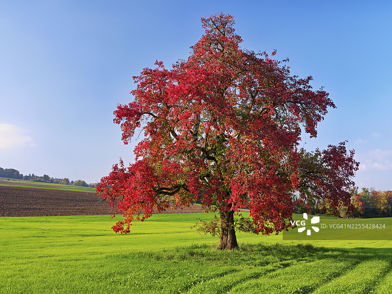 红色的变色梨树（Pyrus），生长在草地上，瑞士阿尔高州弗莱亚姆特镇拜因维尔图片素材