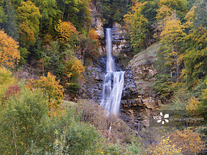 秋季色彩的欧洲七叶树（假叶七叶树），位于瑞士格拉鲁斯州迪斯巴赫瀑布图片素材