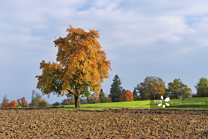 褪色的梨树（Pyrus），立于草地，位于瑞士阿尔高州弗莱阿姆特镇的拜因维尔图片素材