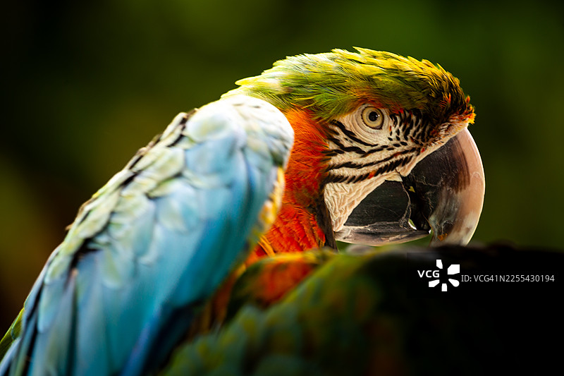 特写镜头下，一只鹦鹉在自然环境中的肖像照图片素材