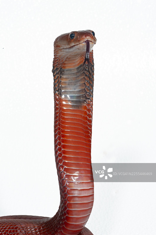 肯尼亚红吐眼镜蛇图片素材