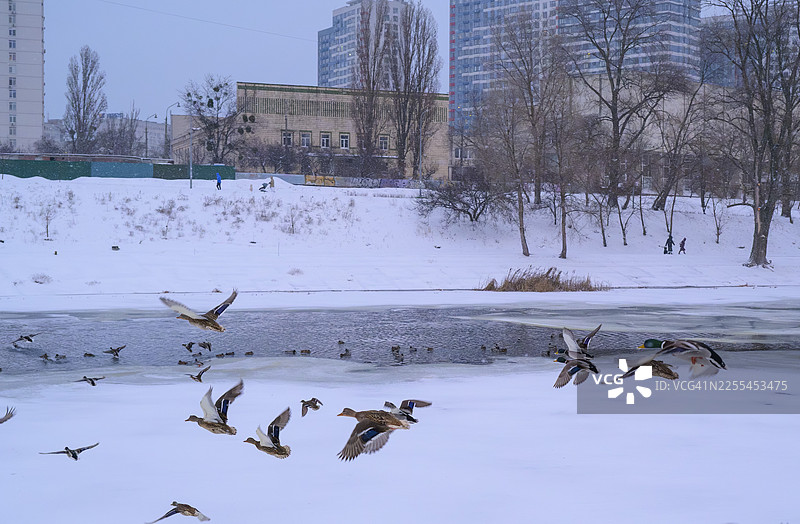 冬季，鸭子飞过结冰的城市池塘图片素材