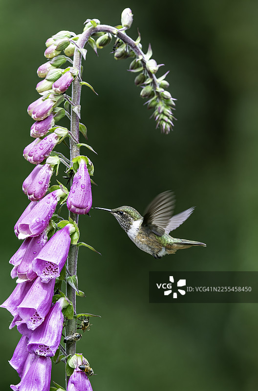 闪烁蜂鸟（Selasphorus scintilla），发现于哥斯达黎加图片素材