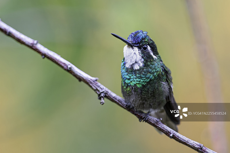 哥斯达黎加的白喉山宝石鸟 (Lampornis castaneoventris)。位于哥斯达黎加的萨夫雷格旅馆自然保护区，一个云雾森林。一只雄鸟。图片素材