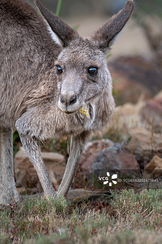 东部灰大袋鼠图片素材