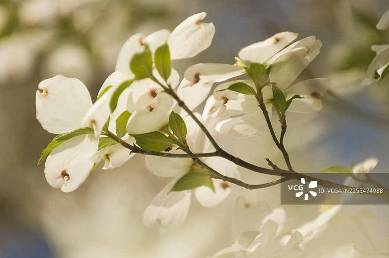 春天森林里盛开的一簇簇纯洁的白色山茱萸花图片素材