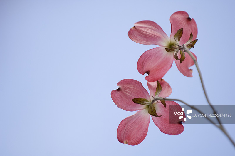 粉色山茱萸树的春季盛开。两朵花，完美蔚蓝的天空图片素材