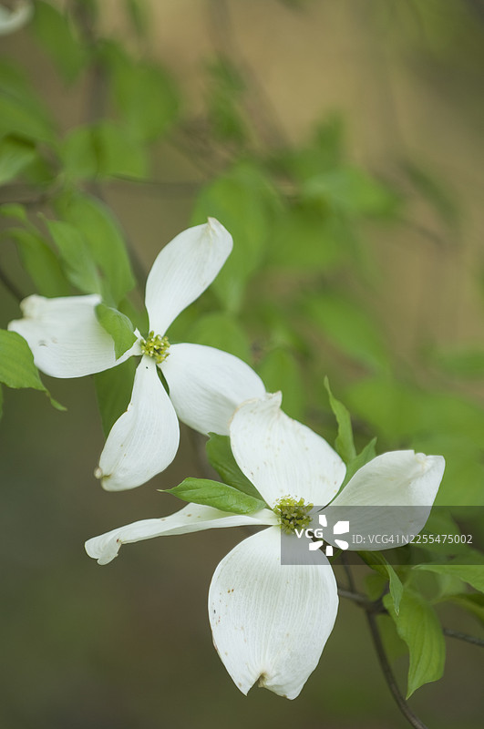 春天盛开的白花山茱萸。山茱萸树枝上有两朵花和几片正在发育的小叶子。图片素材