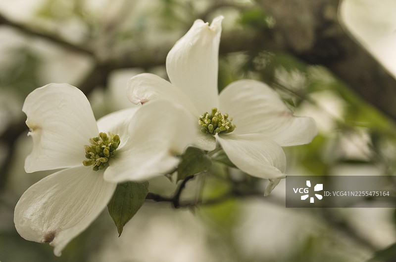 山茱萸树盛开的白色春花。一根山茱萸树枝上有两朵花和少量正在发育的叶子。图片素材