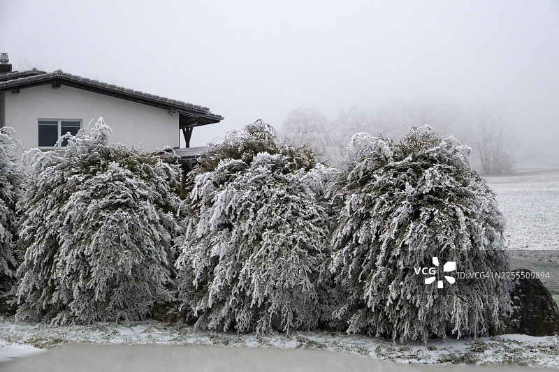 冬日，雪中的巨柏树上的霜花图片素材