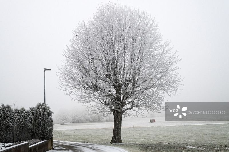 冬季莱日内韦斯树上覆盖着雾凇和积雪图片素材