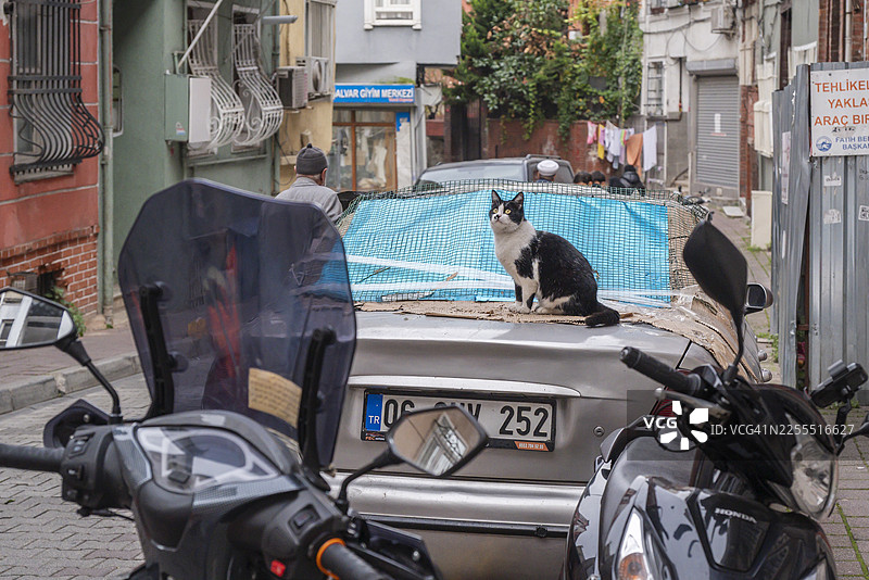 一只土耳其流浪猫坐在伊斯坦布尔的后街上图片素材