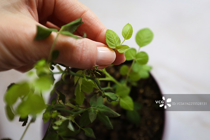 保护自然，援手相助的概念。女性的手轻柔地触碰绿色的玫瑰叶图片素材