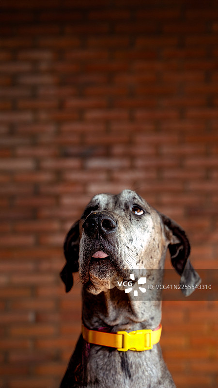 一只戴着黄色项圈的大丹犬抬头向上看图片素材