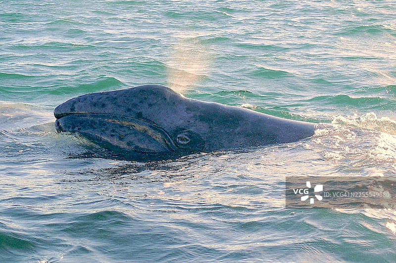 一只灰鲸幼崽看向镜头。图片素材