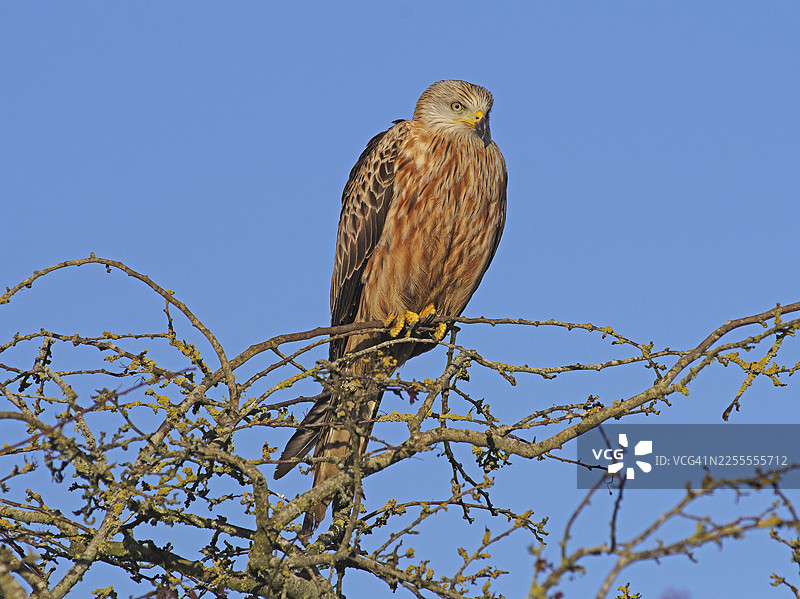 红鸢 [Milvus milvus]图片素材