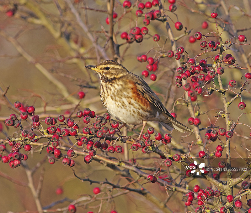 红翅鸫 [Turdus iliacus]图片素材