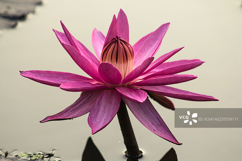 平静水面上的粉色睡莲盛开图片素材