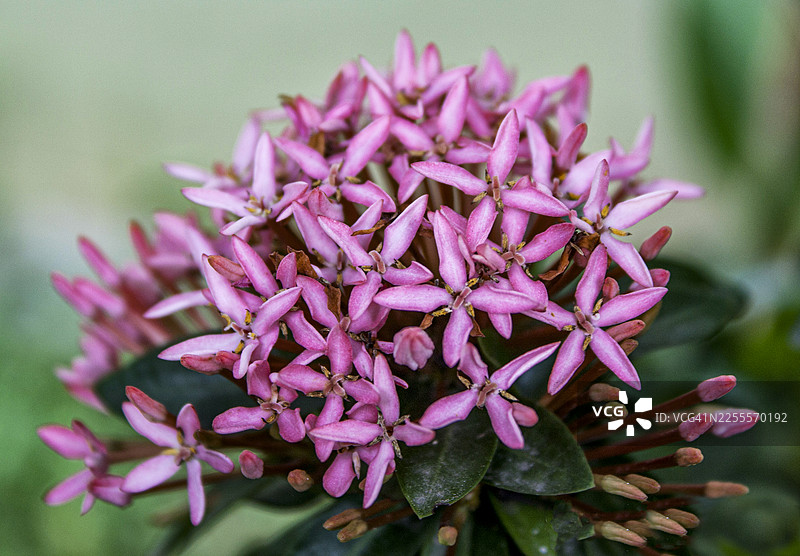 盛开的粉色龙船花花簇图片素材
