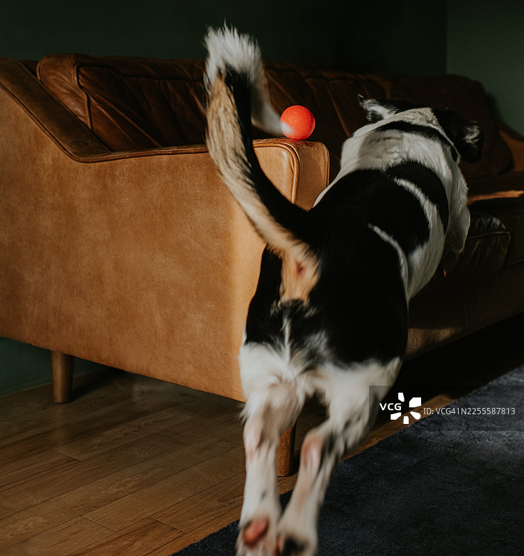 一只狗追逐着一个红色的弹力球，跃上了一个皮质沙发。图片素材