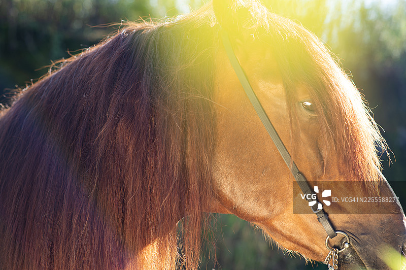 阳光下，一匹拥有飘逸长鬃的俊美栗色种马的艺术肖像特写图片素材