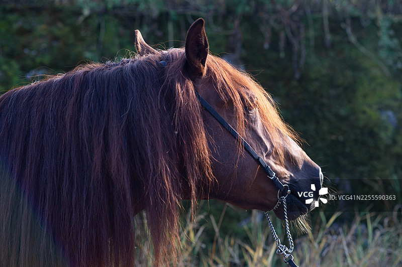 一匹长着飘逸鬃毛的红栗色种马，以绿草墙为背景的美丽肖像图片素材