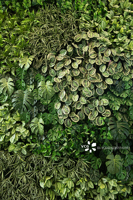 建筑外墙上覆盖着人造植物叶子塑料板图片素材