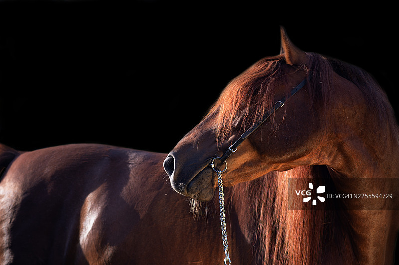 艺术肖像：美丽的栗色骏马，长鬃毛，黑色背景，特写。图片素材