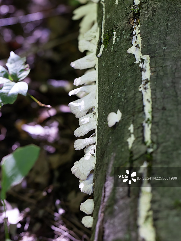 树干上的普通裂褶菌图片素材
