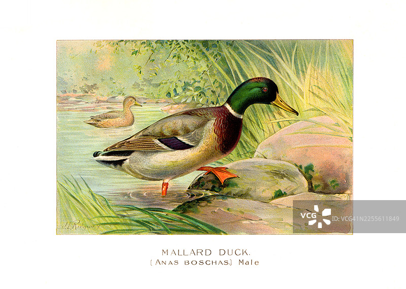 雄性绿头鸭 - 古典彩色插画图片素材