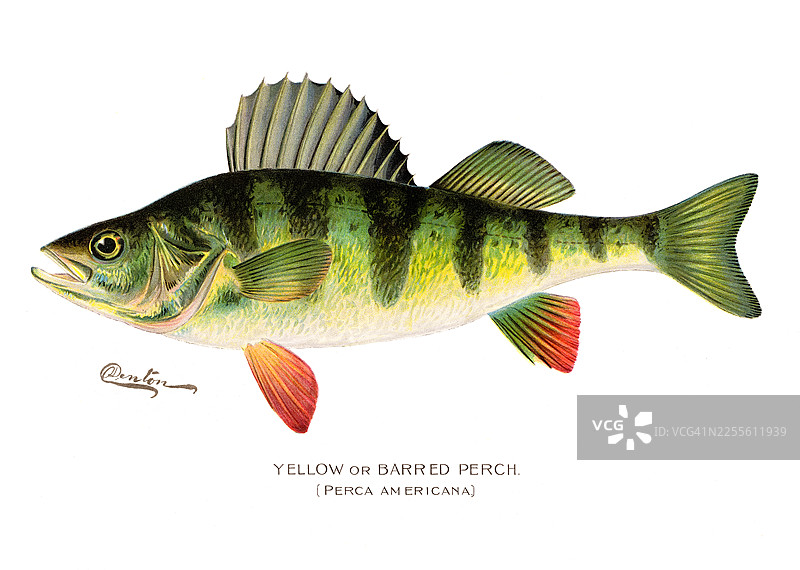 黄鲈鱼 - 古董彩色插画图片素材