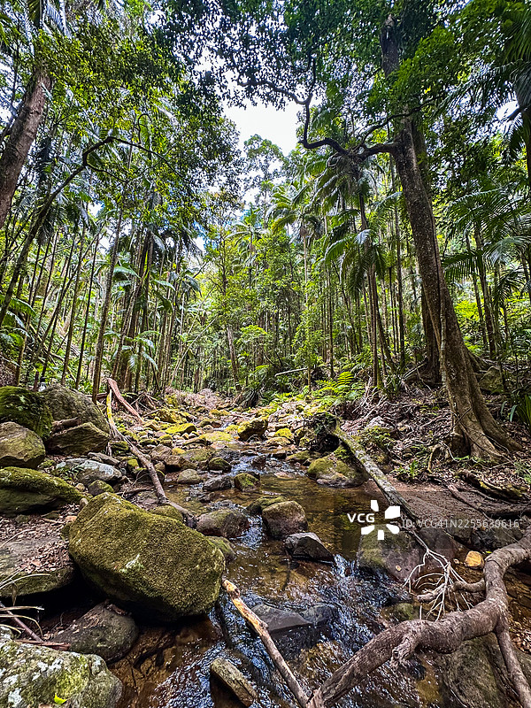 澳大利亚新南威尔士北部雨林溪流图片素材