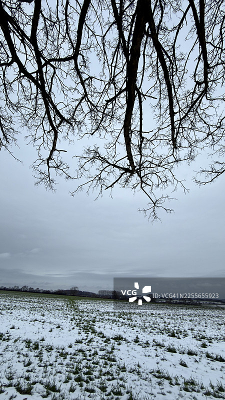 雪覆盖的农田景观，带有树篱和树木图片素材